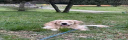 Golden Retriever cani per accoppiamento: Golden americano da monta (Pedigree) - Annuncio 6