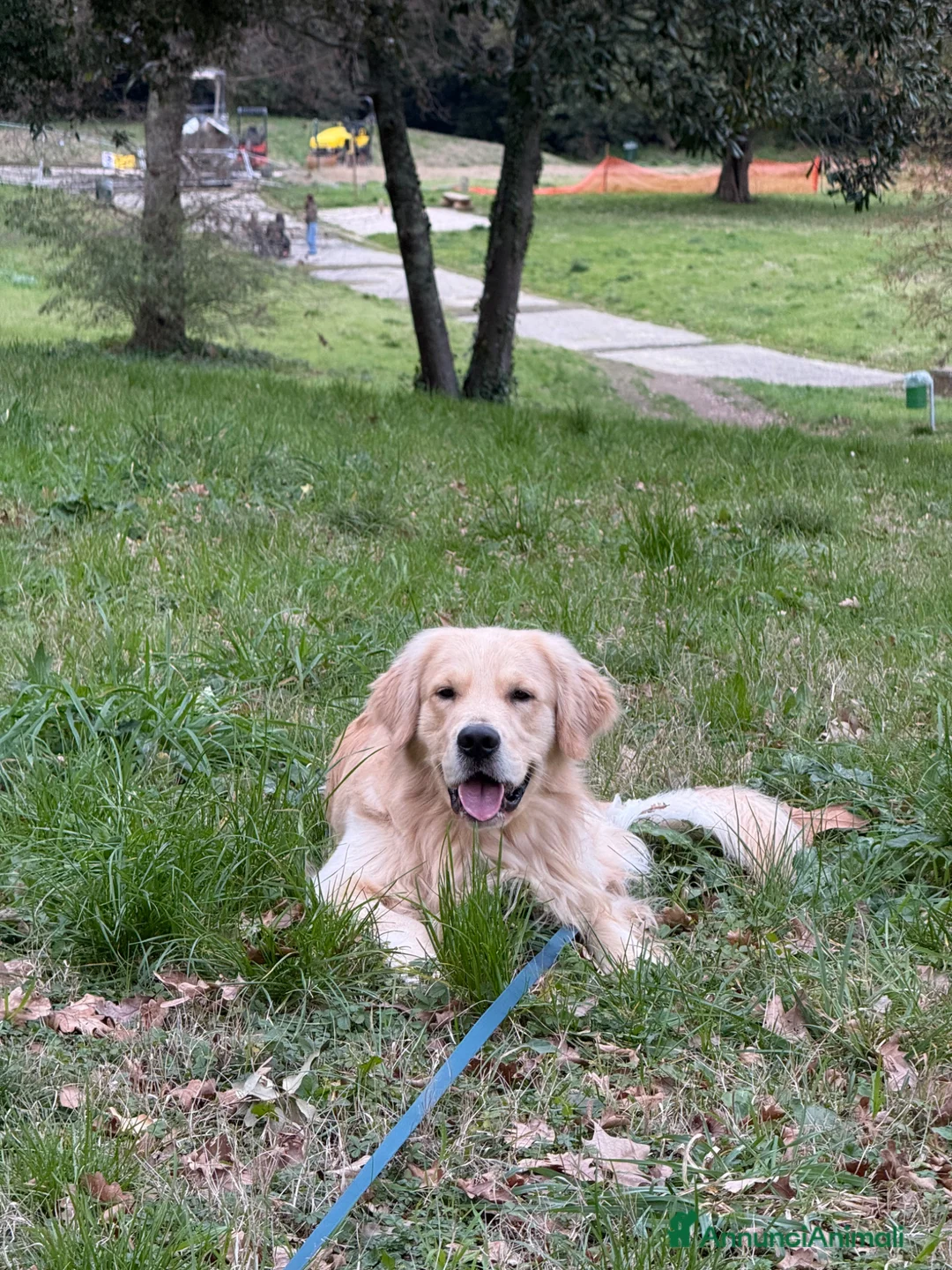 Golden Retriever cani per accoppiamento: Golden americano da monta (Pedigree) - Annuncio 6