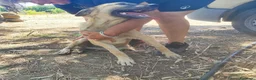 Meticcio gatti in regalo: Lupetta 6mese IN RECINTO A PANE SECCO,URGENTE.SUD - Annuncio 3