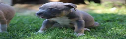 Pitbull cani in vendita: Pit Bull con pedigree anche a rate  - Annuncio 37
