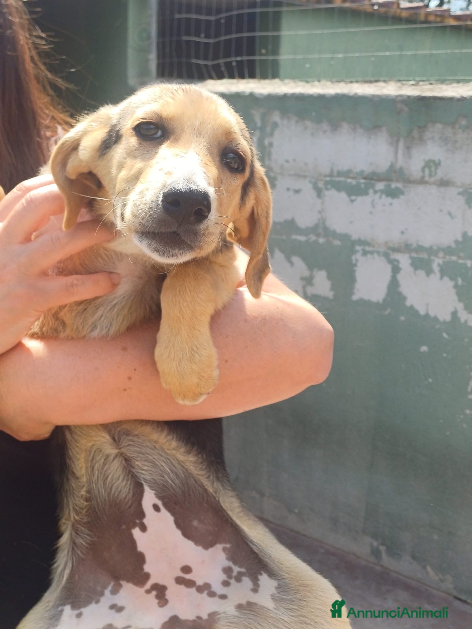 Meticcio cani Lilly tenera cucciola taglia medio piccola  - Annuncio 2