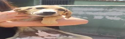Meticcio cani in regalo: Lilly tenera cucciola taglia medio piccola  - Annuncio 1