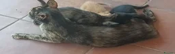 Europeo gatti in regalo: Gattini neri cercano famiglia  - Annuncio 2