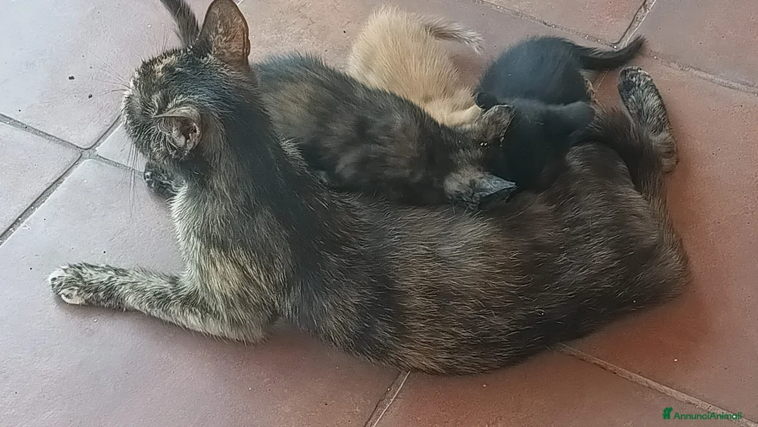 Europeo gatti in regalo: Gattini neri cercano famiglia  - Annuncio 2
