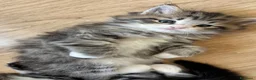 Siberiano gatti in vendita: SIBERIANO GATTINO IPOALLERGENICO  - Annuncio 3