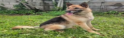 Meticcio cani in regalo: CICCILLO PASTORE TEDESCO - Annuncio 6