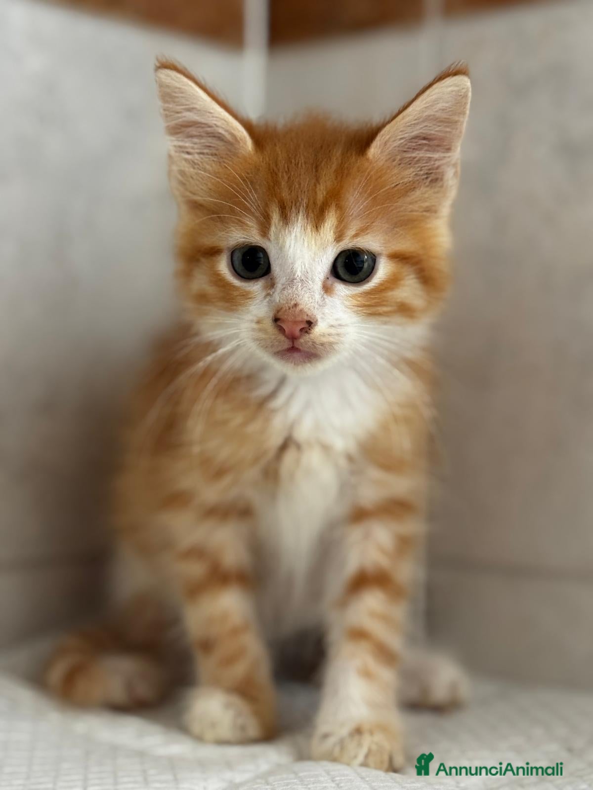 Altre razze gatti I piccoli rossi cercano casa  a Città metropolitana di Roma Capitale - Annuncio 4