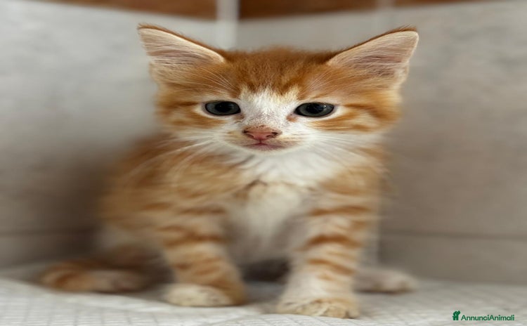 Altre razze gatti a Città metropolitana di Roma Capitale - Annuncio 11