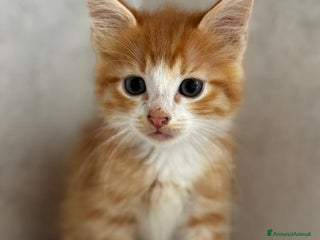 Altre razze gatti I piccoli rossi cercano casa a Città metropolitana di Roma Capitale - Annuncio 6