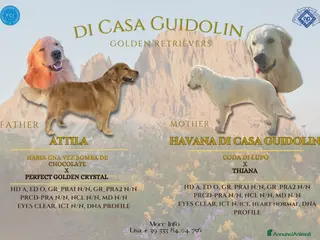 Golden Retriever cani GOLDEN RETRIEVER-GENITORI CERTIFICATI SELEZIONATI - Annuncio 36