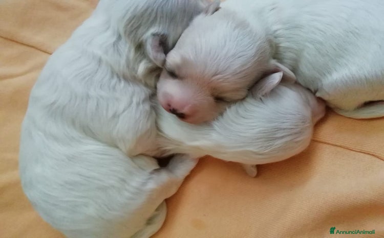 Maltese cani a Provincia di Forlì-Cesena - Annuncio 1
