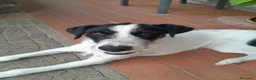 Meticcio cani in regalo: Snopopy bellissimo e dolcissimo spinoncino a Provincia di Bergamo - Annuncio 7