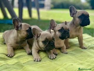 Bulldog Francese cani BULLDOGUE FRANCESE CUCCIOLI - Annuncio 1