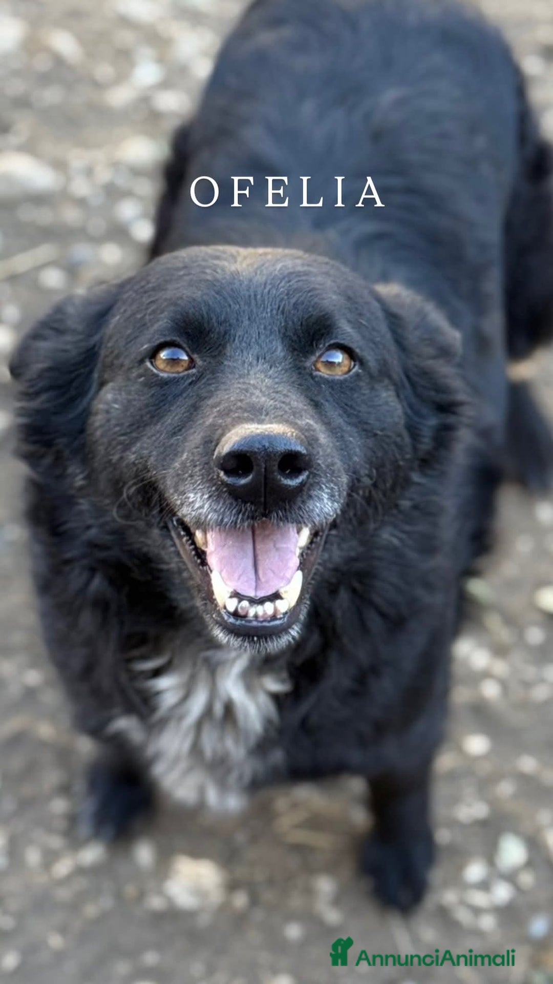 Meticcio cani in regalo: Cani TOTAL BLACK: i cani invisibili!  - Annuncio 15