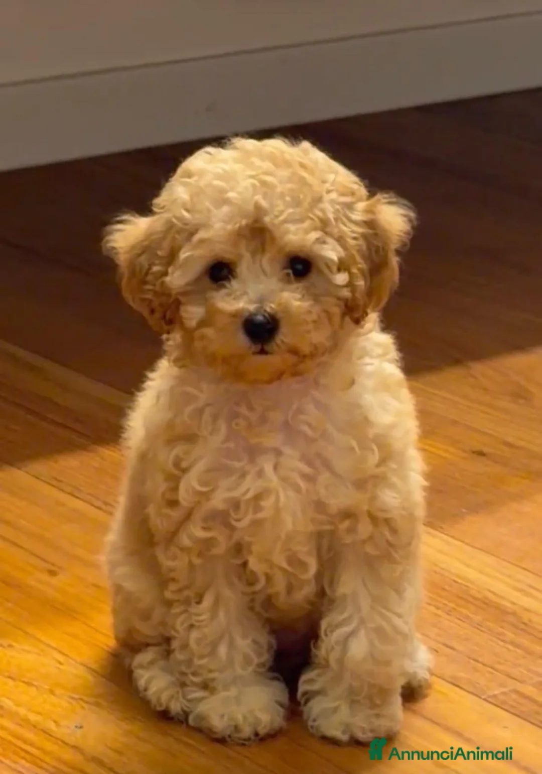 Barboncino Toy cani in vendita: Cucciola di Barboncino Toy Fulvo Albicocca - Annuncio 1