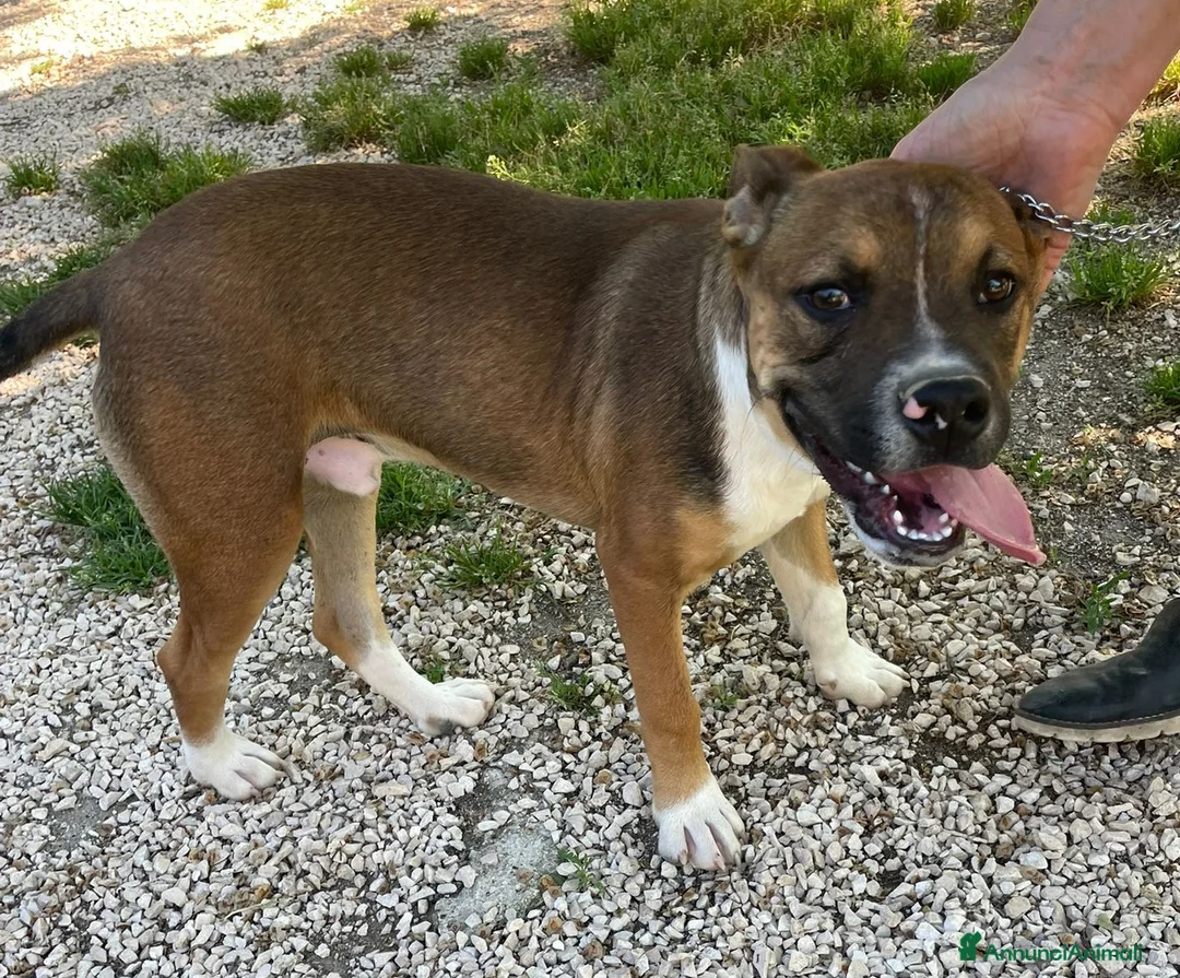Pitbull cani in regalo: ADOTTA CHOCO TENERO PITBULL a Città metropolitana di Roma Capitale - Annuncio 1