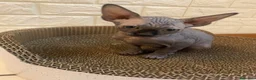 Sphynx gatti in vendita: Cuccioli Sphynks  - Annuncio 6