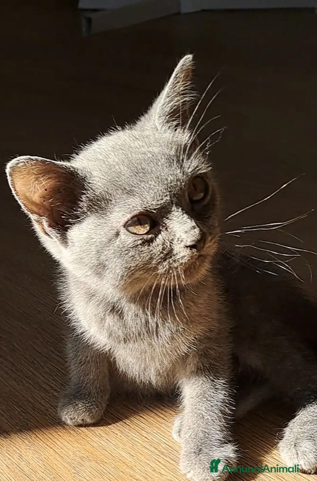 Certosino gatti in vendita: GATTINO CERTOSINO MASCHIO - Annuncio 5