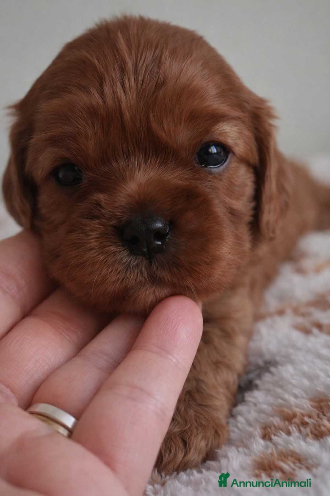 Cavalier King cani in vendita: Cucciole di Cavalier King ruby pedigree e affisso - Annuncio 10