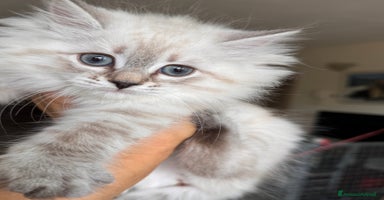 Siberiano gatti a Provincia di Brescia - Annuncio 4