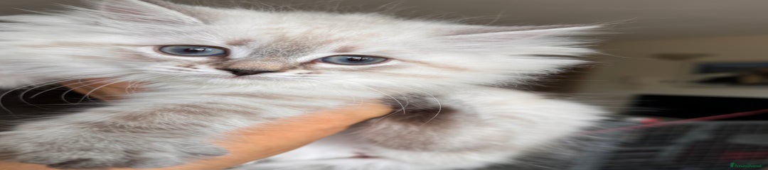 Siberiano Gattino 4