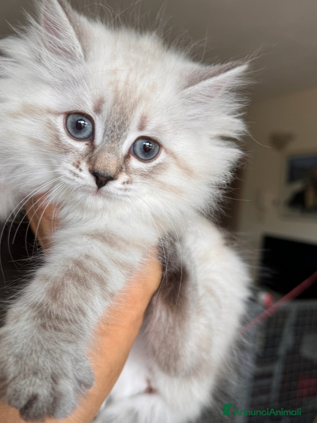 Siberiano gatti in vendita: Gattini siberiani con pedigree a Provincia di Brescia - Immagine 3