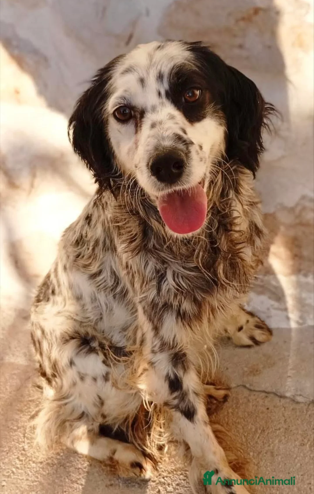 Meticcio cani in regalo: Zayra - Annuncio 1