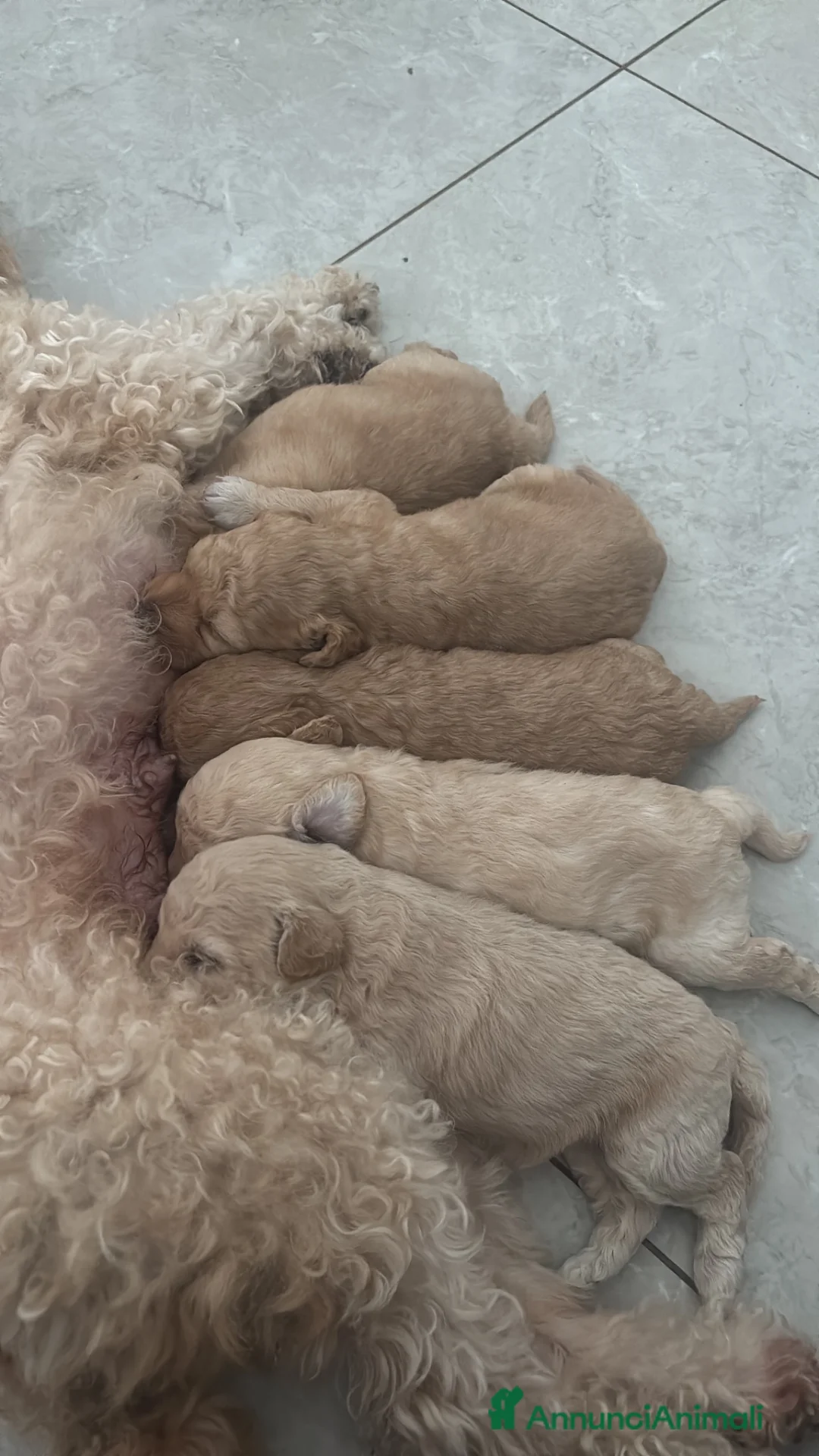 Barboncino cani in vendita: Barboncini - Annuncio 1