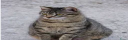 Meticcio gatti in vendita: Gattini incrocio Siamese Meticcia - Annuncio 1