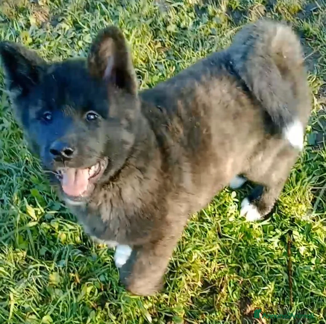 Akita Americano cani in vendita: AKITA AMERICANO  - Annuncio 5
