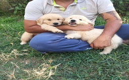 Golden Retriever cani in vendita: Cuccioli Golden retriever  a Provincia di Arezzo - Immagine 4