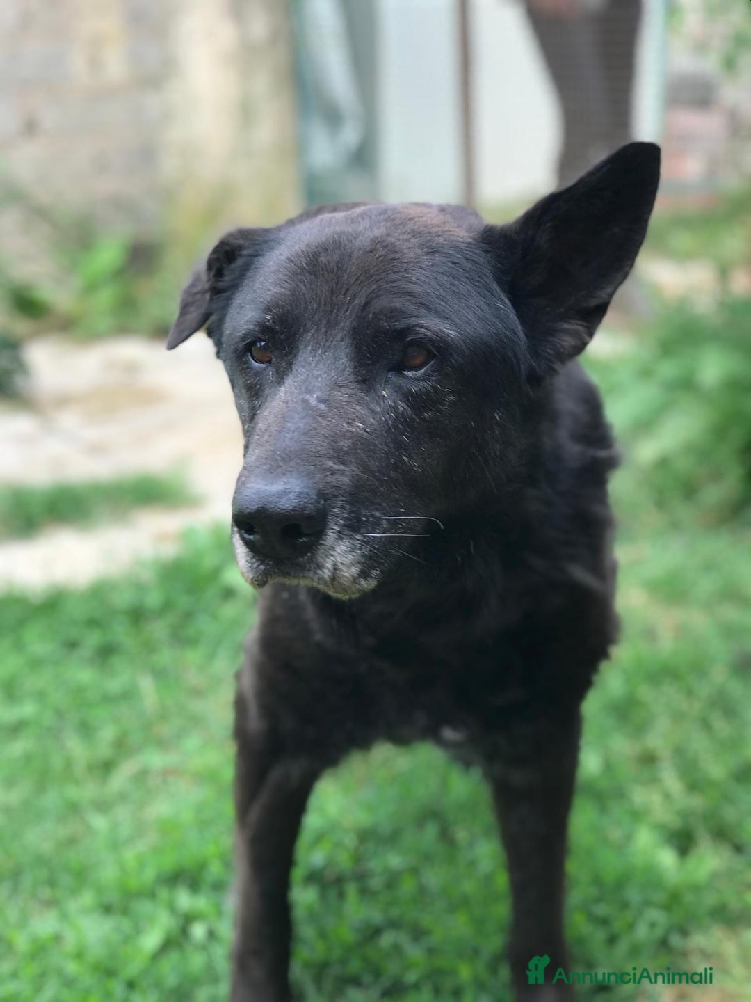 Meticcio cani in regalo: Nonno Martin, adozione del cuoricino - Annuncio 8