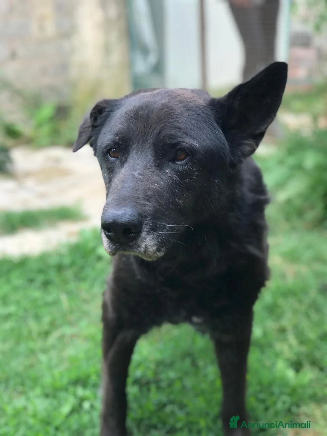 Meticcio cani in regalo: Nonno Martin, adozione del cuoricino - Annuncio 8