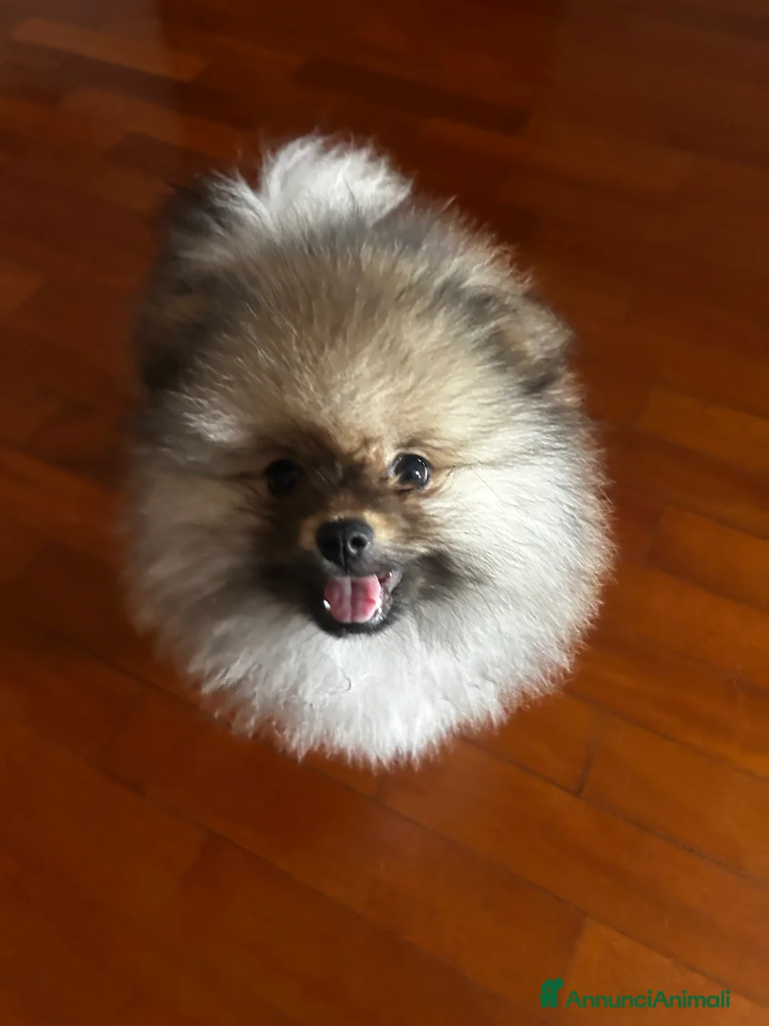 Spitz cani in vendita: SPITZ NANO DI POMERANIA MASCHIETTI  - Annuncio 2