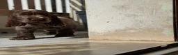 Cocker cani in vendita: Prenotazioni cuccioli di English Cocker Spaniel  a Provincia di Cosenza - Annuncio 19