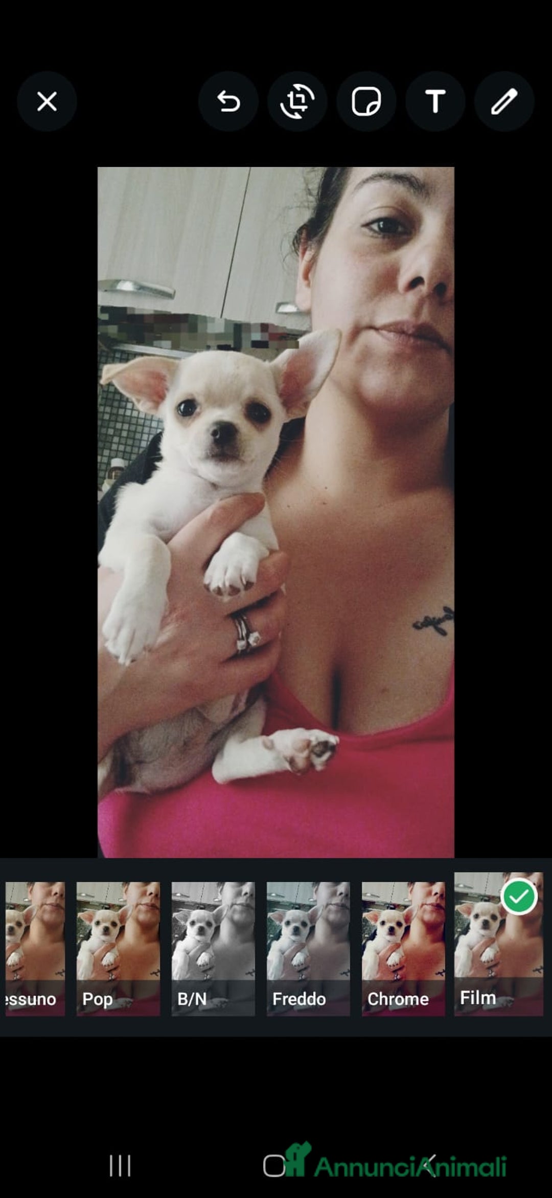 Chihuahua cani in vendita: Cucciolo chihuahua russo  a Città metropolitana di Catania - Immagine 2