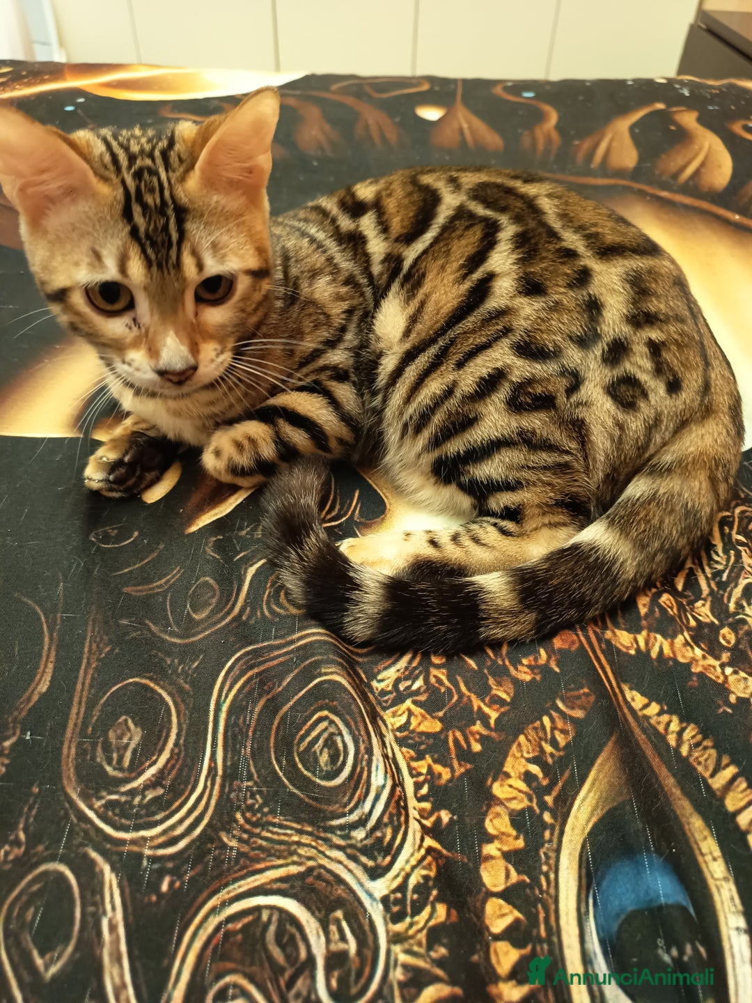 Bengala gatti in vendita: Bellissima feminuccia Bengala  - Annuncio 1