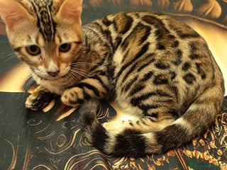 Bengala gatti Bellissima feminuccia Bengala - Annuncio 12