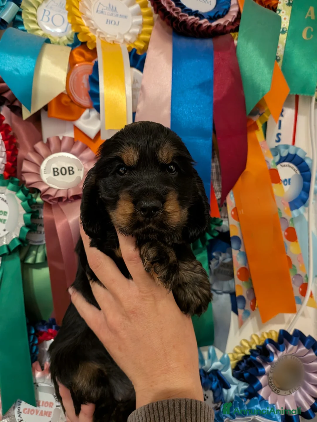 Cocker cani in vendita: Cuccioli Cocker Spaniel Inglese - Annuncio 1
