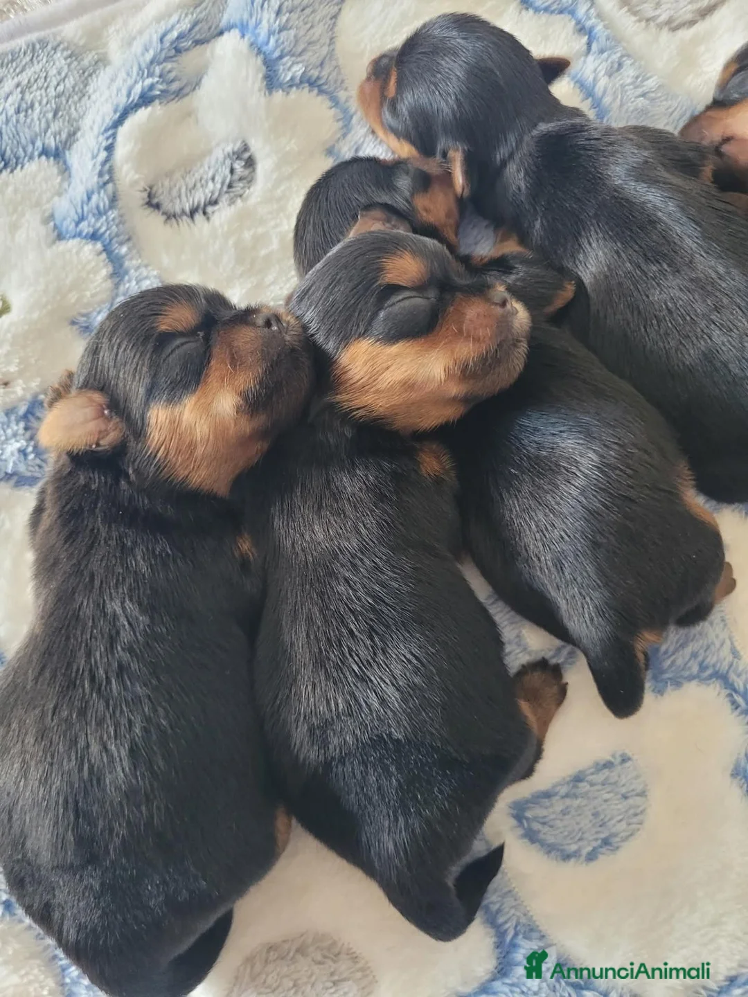 Yorkshire cani in vendita: Cuccioli yorkshire terrier  - Annuncio 6