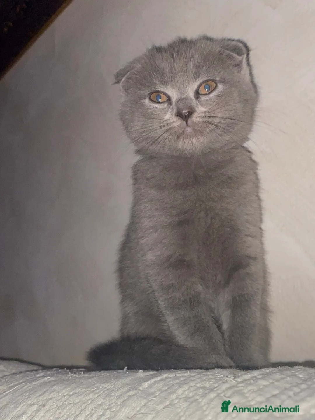 Scottish gatti in vendita: Gatti Scottish Fold e Scottish Straight - Annuncio 12