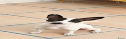 Meticcio cani in regalo: Alice dolce cucciola taglia  piccola - Annuncio 2