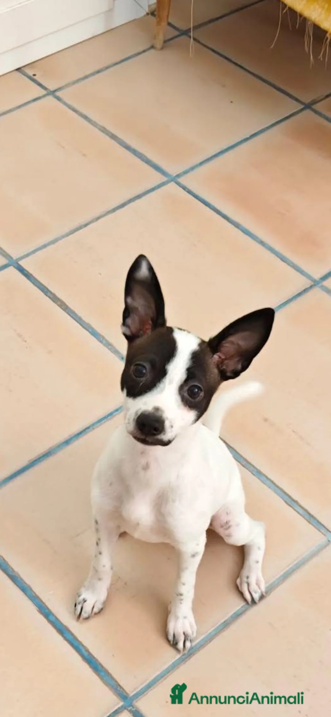 Meticcio cani in regalo: Alice dolce cucciola taglia  piccola - Annuncio 2