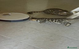 Bengala gatti in vendita: Cucciolo bengala a Provincia di Frosinone - Immagine 13