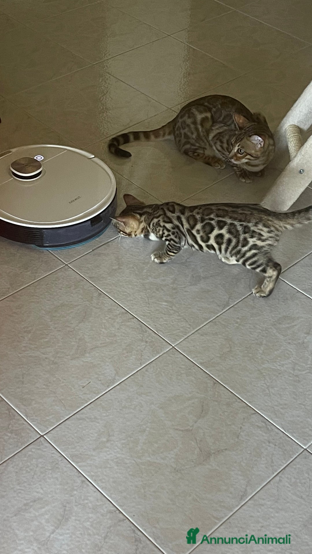 Bengala gatti in vendita: Cucciolo bengala a Provincia di Frosinone - Immagine 13
