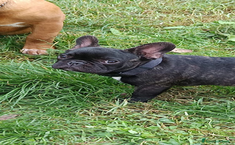 Bulldog Francese cani - Annuncio 1