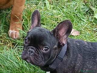 Bulldog Francese cani - Annuncio 10