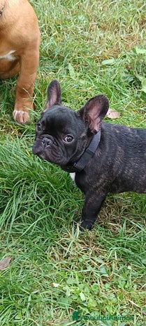 Bulldog Francese cani Ultimi cuccioli bulldog francese - Annuncio 1