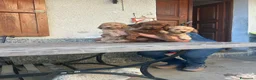 Barboncino cani in vendita: Barboncini nani a Provincia di Alessandria - Annuncio 7