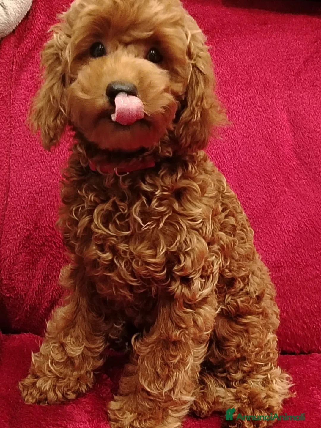 Barboncino Toy cani in vendita: Barboncino toy - Annuncio 1